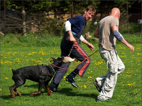 Dogs in training 5/2008